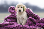 Golden Retriever Puppy