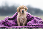 Golden Retriever Puppy