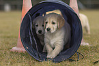 Golden Retriever Puppies