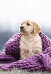 Golden Retriever Puppy