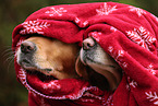 2 Golden Retriever