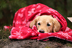Golden Retriever with christmas decoration