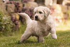 Golden Retriever puppy