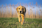 young Golden Retriever