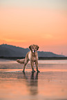 Golden Retriever at the beach