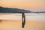 Golden Retriever at the beach