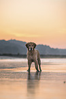 Golden Retriever at the beach