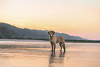 Golden Retriever at the beach