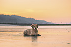 Golden Retriever at the beach