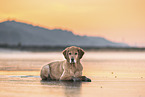 Golden Retriever at the beach