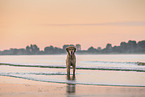 Golden Retriever at the beach