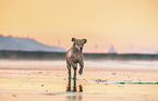 Golden Retriever at the beach