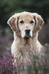 Golden Retriever in summer