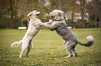 2 dogs
