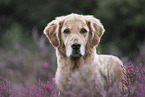 Golden Retriever in summer