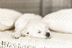Golden Retriever Puppy