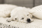 Golden Retriever Puppy
