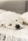 Golden Retriever Puppy