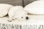 Golden Retriever Puppy