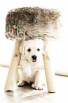 Golden Retriever Puppy
