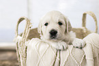 Golden Retriever Puppy