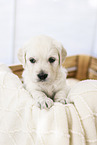 Golden Retriever Puppy