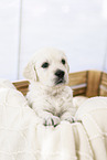 Golden Retriever Puppy