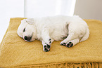 Golden Retriever Puppy