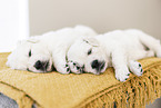 Golden Retriever Puppies