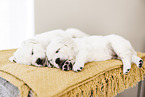 Golden Retriever Puppies