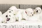Golden Retriever Puppies