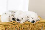Golden Retriever Puppies