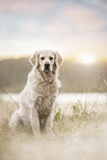 male Golden Retriever