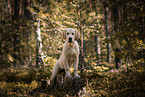 young Golden Retriever