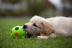 Golden Retriever Puppy