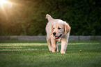 Golden Retriever Puppy
