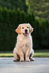 Golden Retriever Puppy