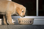 Golden Retriever Puppy