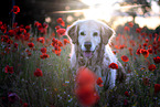 old female Golden Retriever