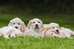 Golden Retriever Puppies