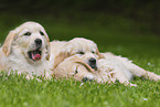 Golden Retriever Puppies