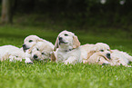 Golden Retriever Puppies