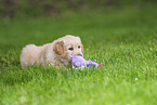 Golden Retriever Puppy