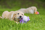 Golden Retriever Puppies