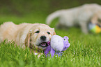 Golden Retriever Puppies