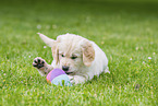 Golden Retriever Puppy
