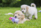 Golden Retriever Puppies