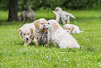 Golden Retriever Puppies