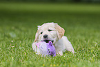 Golden Retriever Puppy