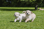 Golden Retriever Puppies